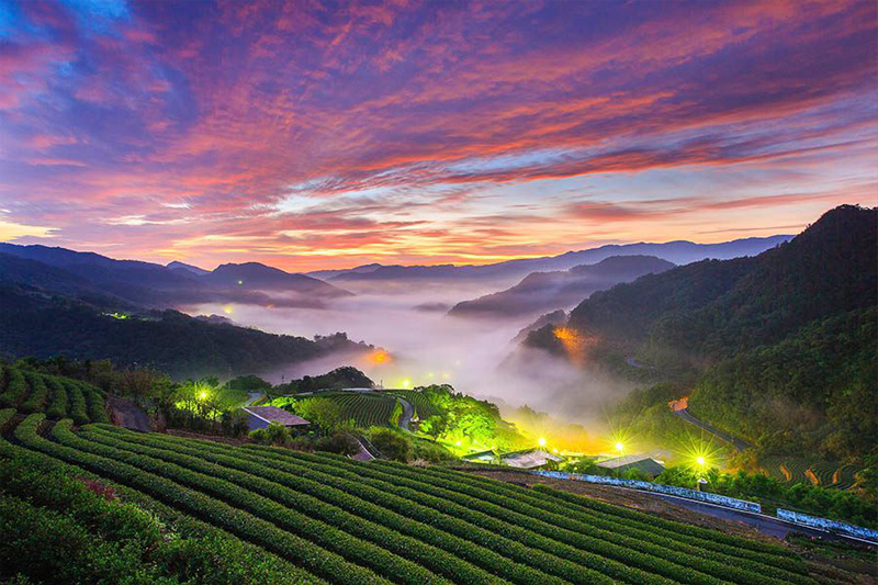 Hinduja Tea Garden and Wood Villa